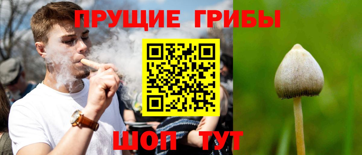 Псилоцибиновые грибы Psilocybe Каменка
